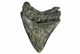 Serrated, Fossil Megalodon Tooth - South Carolina #170463-2